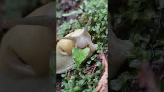 slug eats a leaf