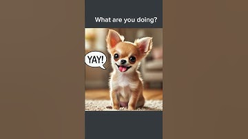 Can I Come play ? (Ai Adaption)         #memes #aiart #chihuahua #chatgpt #aianimals