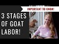 3 Stages of Goat Labor