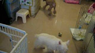 20090811(02) Mickey周圍搵獅子玩具