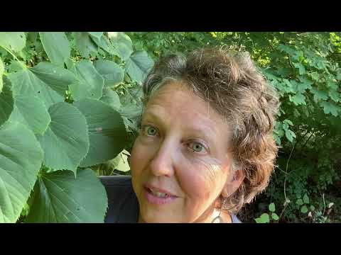 Medicinal Minute: Linden (Tilia sp.)