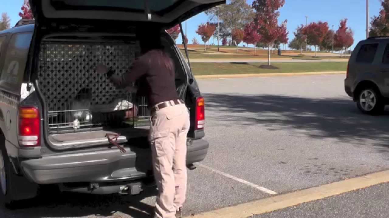 Dog Training, Lilly Havanese, Board and Train, Day 4: Car and Crate | Sit and Wait | Car Manners