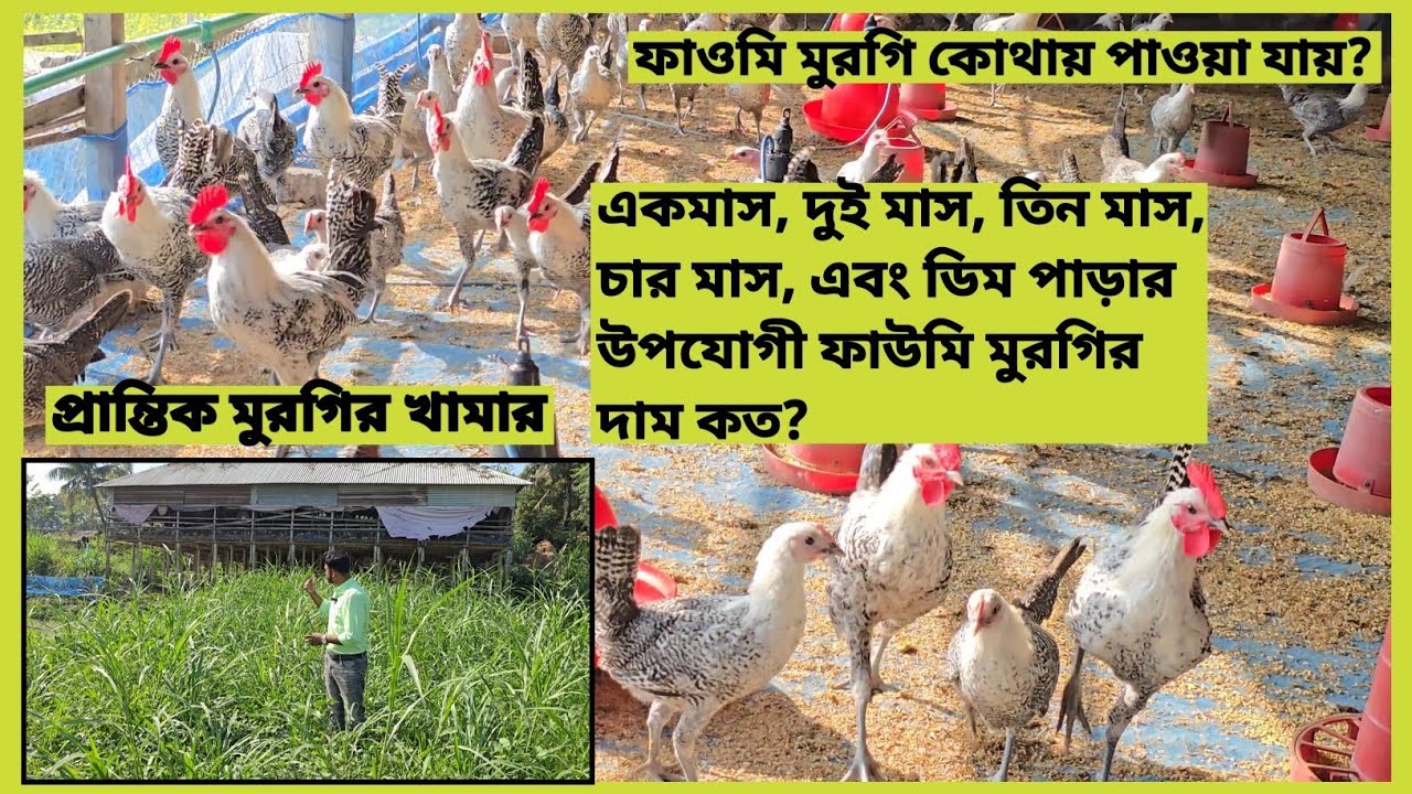 ১ দিন বয়সী ফাওমি মুরগির বাচ্চা থেকে শুরু করে, ডিম পাড়ার উপযোগী মুরগি।