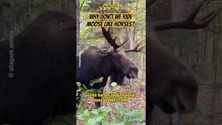 Moose Vs. Horses Why Moose Are Not For Riding
