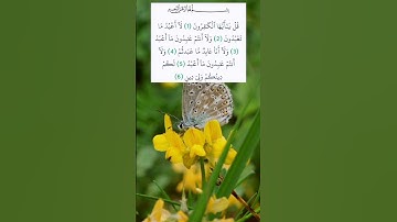 #سورة_الكافرون #alquran #قرآن_كريم #المصحف #اكسبلور