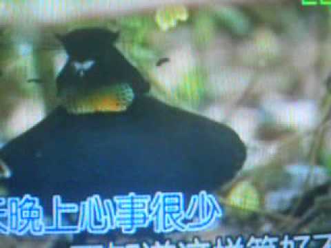 翻唱《味道》