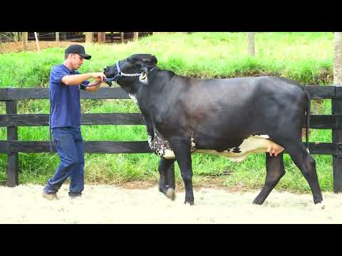 LOTE 57 MÚSICA FIV DA PAVANA