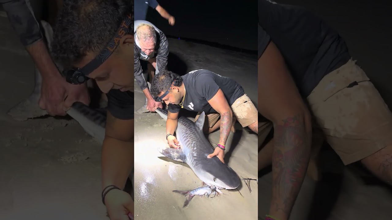 ‼️We caught a NY tiger shark‼️ # #sharkfishing #fishing #fish #tigersharks