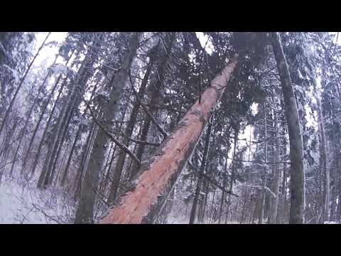 Tree felling - Dead  tree hung up on other trees.