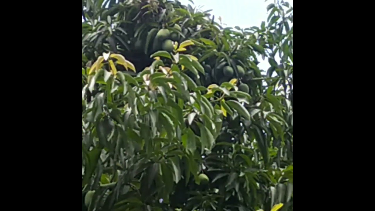 आम खट्टे होते है|Real sound of plucking raw mango 