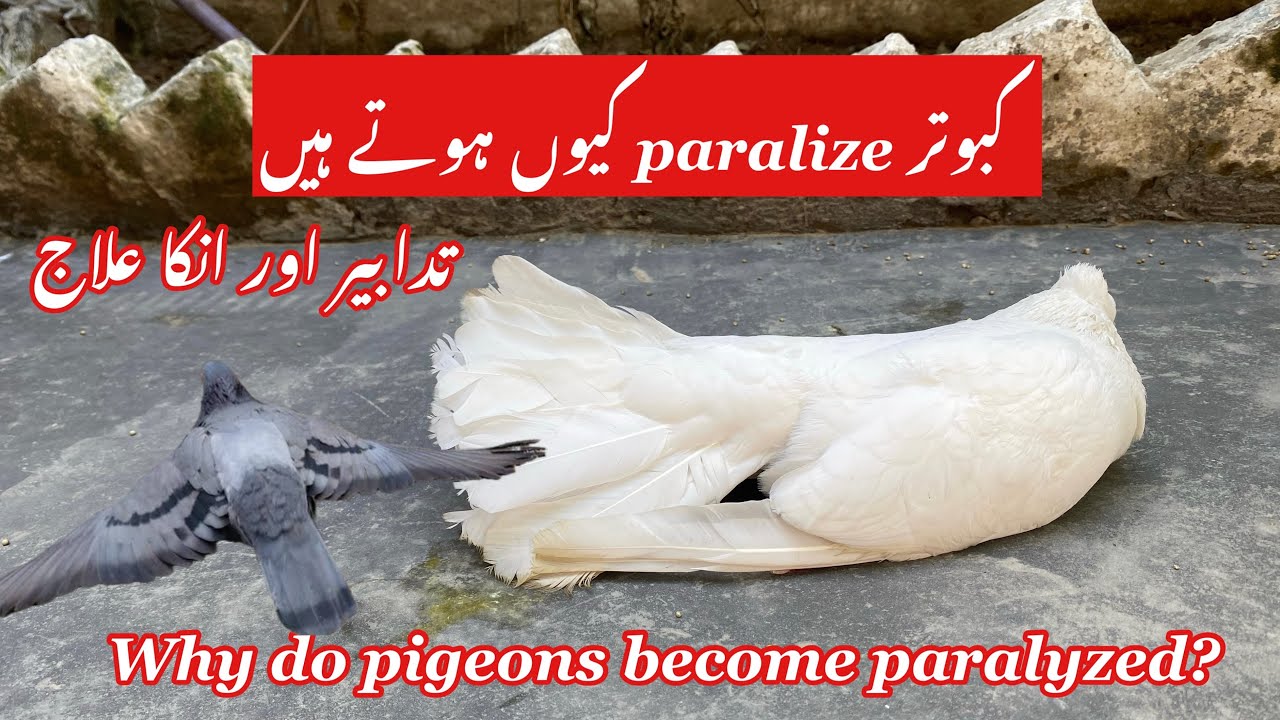 Why do pigeons paralyzed? / Treatment & Care / paralyzed 