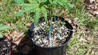 Lil outdoor breeding project 🚜🌱🌱