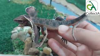 Collecta Frilled Necked Lizard Review