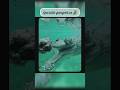 “Jungle ka silent monster.”#rarecrocodile #wildlife#shorts
