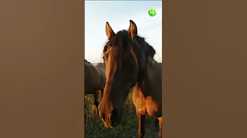 Почему в степи не растут грибы