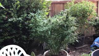 TwizTD RootZ Grow Big Or Go Home Update