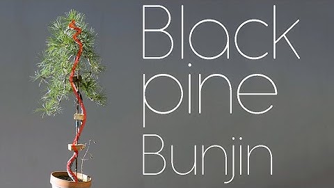 Yamadori Black Pine Second Styling in Bunjin - Arkefthos Bonsai