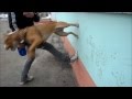 Дизель Parkour-Dog(TreT Style)