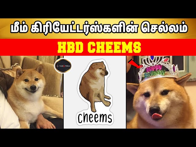 மீம் கிரியேட்டர்ஸ்களின் செல்லம் - HBD Cheems | TamilThisai | Cheems | Doge Meme |