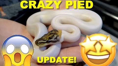 Terminator Pied Het Monsoon Clutch Update!