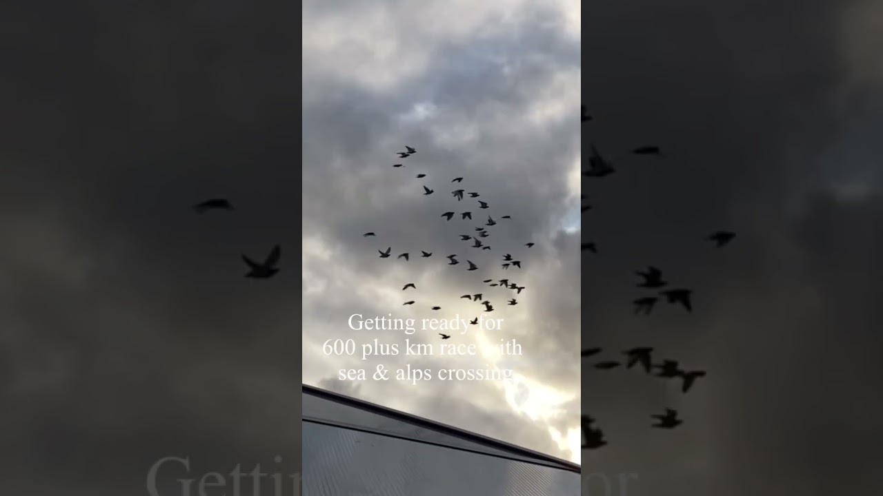 Journey to 1200 plus km Invercargill dream race with sea and Alps crossing