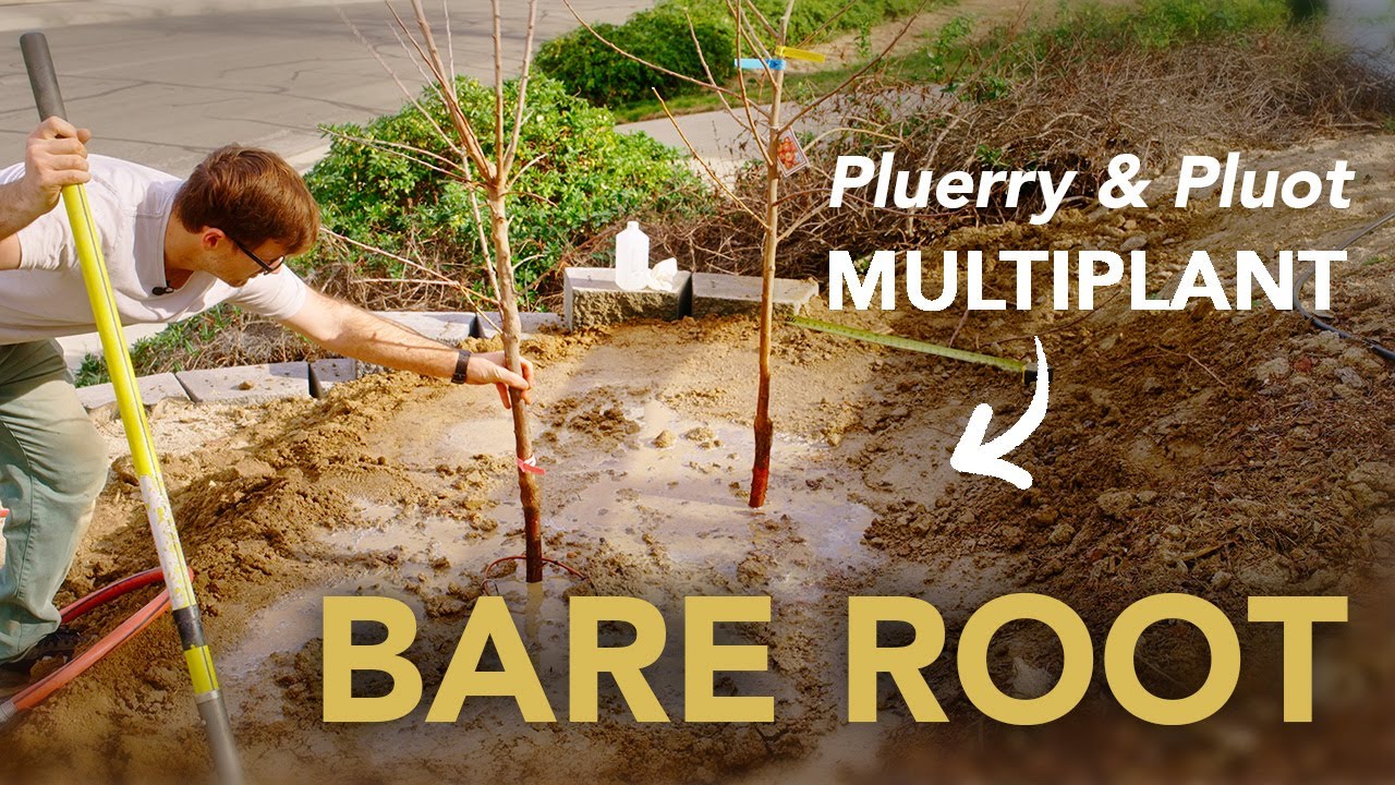 Multi Planting Bare Root Plum Hybrids for Better Pollination - Pluot ...
