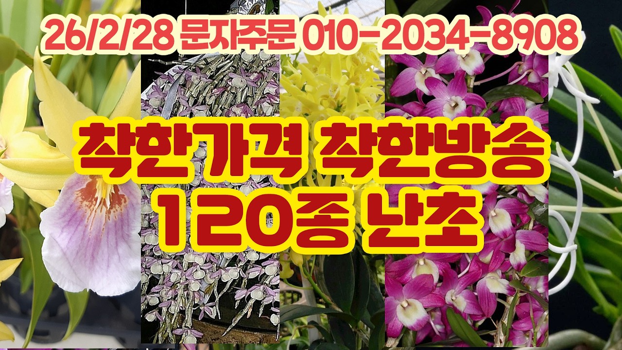 세월농부 착한가격 착한방송 덴드로비움 김기아남 카틀레야 대명석곡 120종 난초