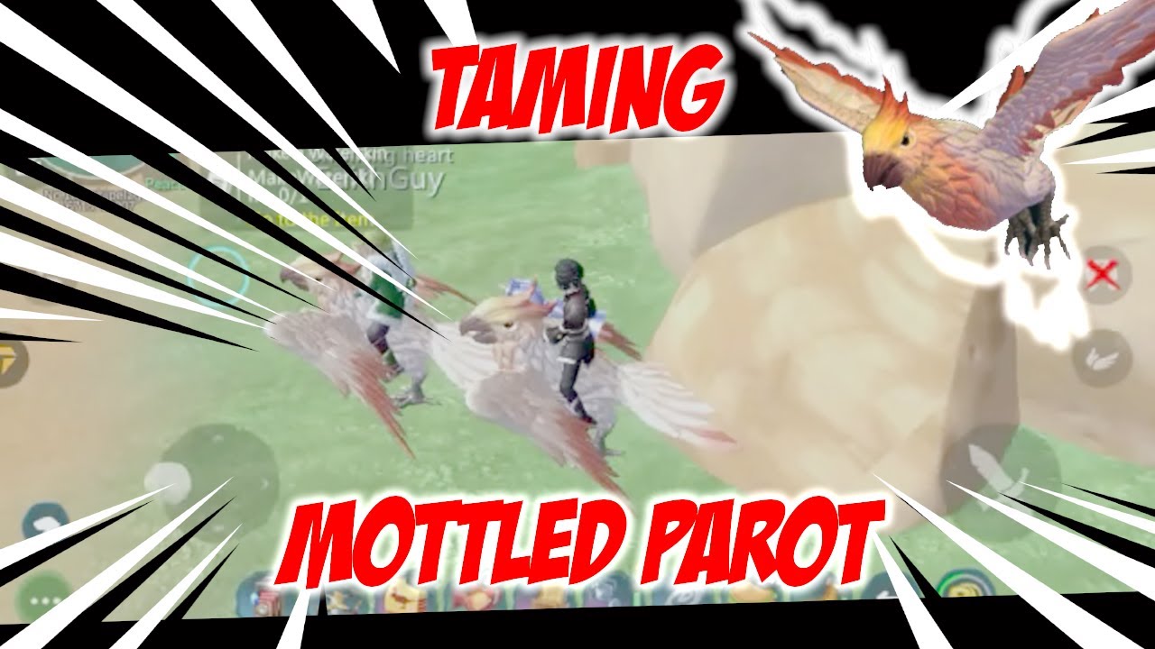 UTOPIA ORIGIN INDONESIA TAME MOTTLED PARROT "THE EASIEST FLYING