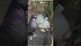 yah dekhiae aaj mera Turki kabutar ki baccha nikal #trending