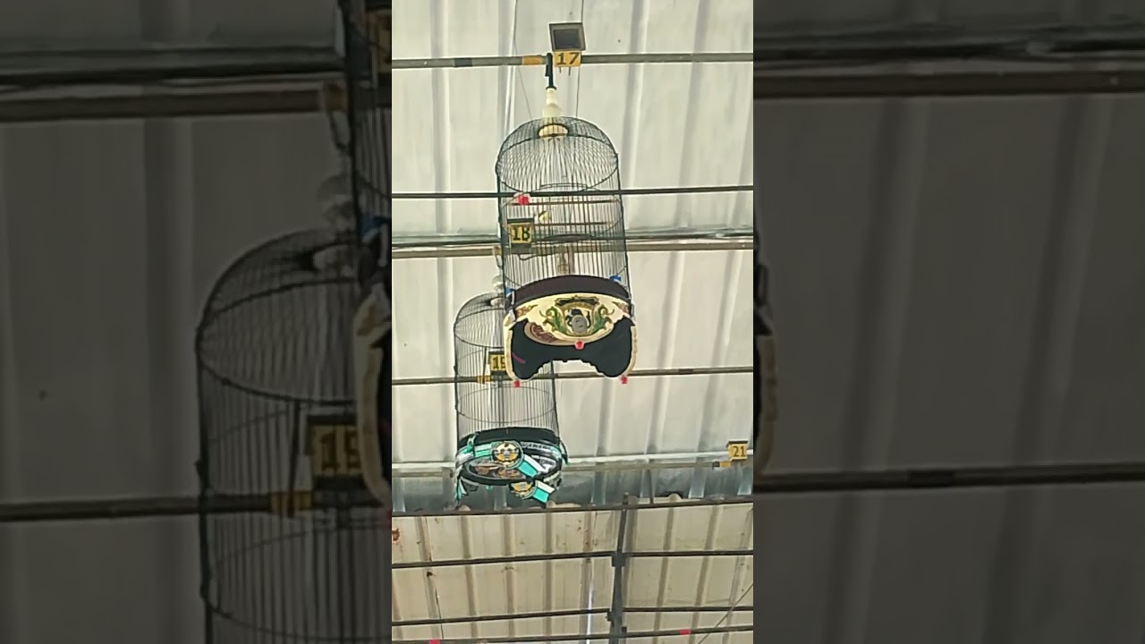 Aksi sogon Ats nama #vargas di gantangan brotherhood arena