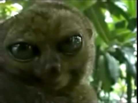 Dramatic lemur - KMH FOLK