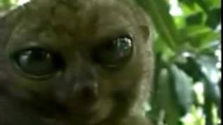 Dramatic lemur - KMH FOLK
