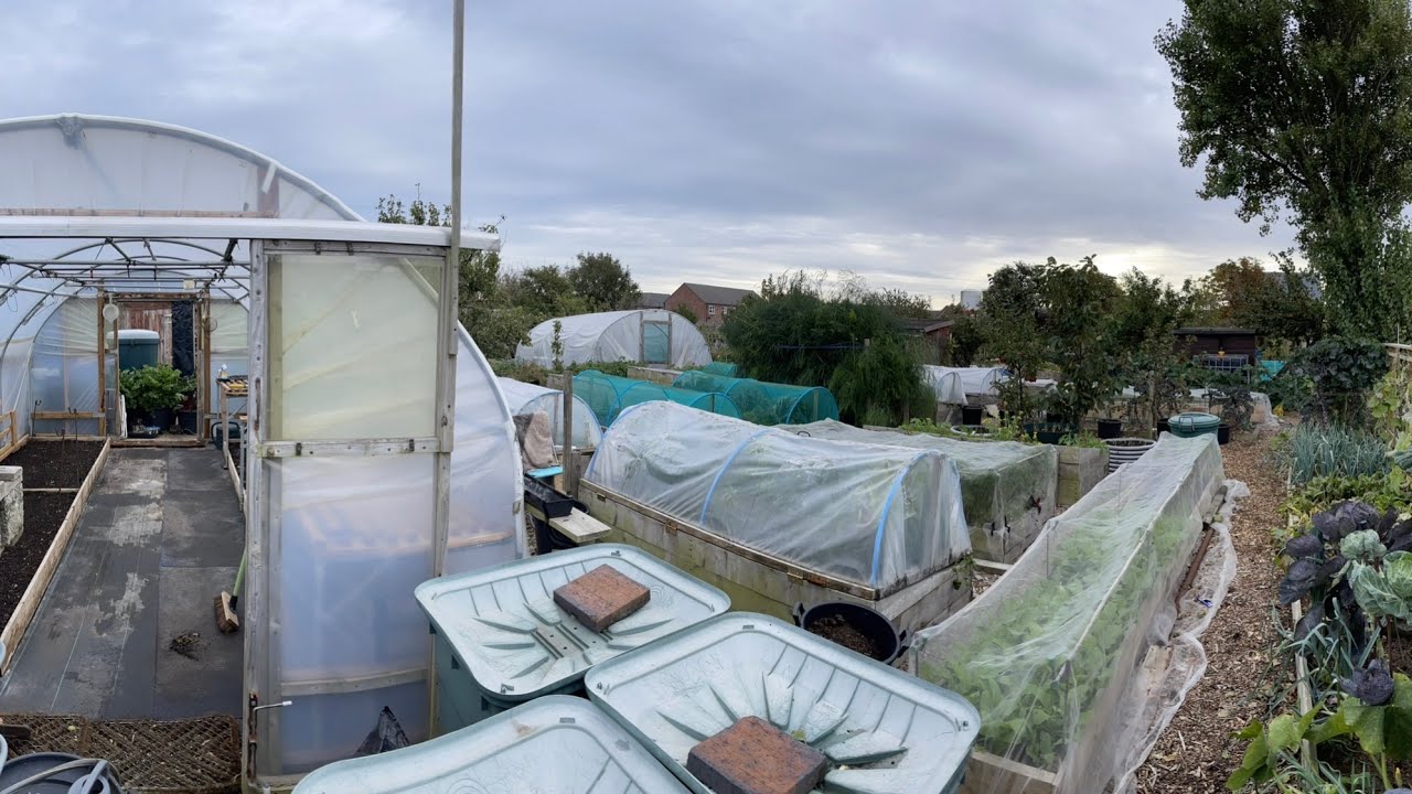 Planting Up The Polytunnel Beds For Winter YouTube planting-up-the-polytunnel-beds-for-winter-youtube