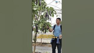 Grafting Eggplant With Tekokak #amazing #grafting #facts