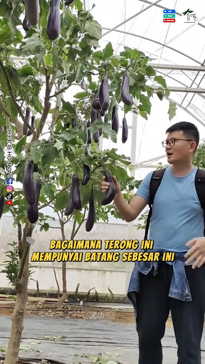 Grafting Eggplant With Tekokak #amazing #grafting #facts