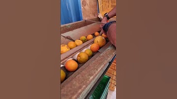 Fruit grader for sale feeder