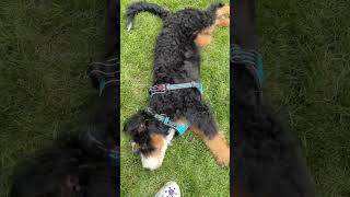 Time to Play! #minibernedoodlepuppies #puppy