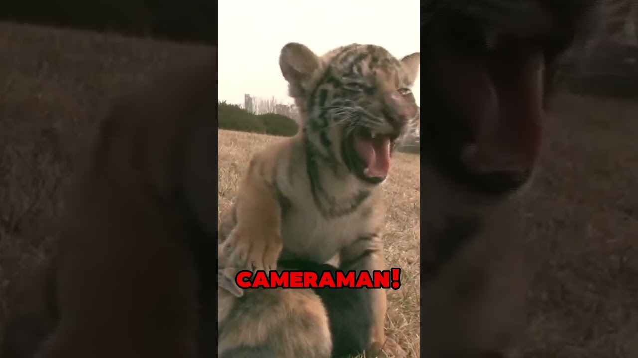 Tiger & Rabbit Friendship!! 😍  