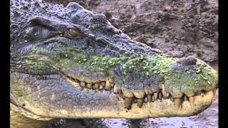 Alligator Attack - Huge Australian Alligator