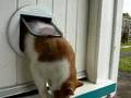 Billy - cat flap - Scottish Shorthair kitten