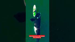 orca eating ice | orca whales jumping out of water | killer whale playing with humans | orca eating