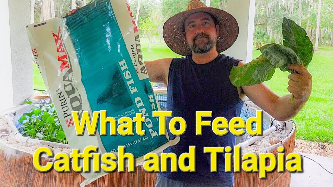 What to feed tilapia and catfish YouTube