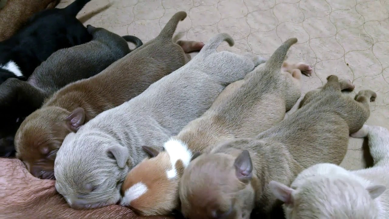A American Bully Litter From TriLine Kennels YouTube