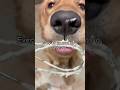 Dog experiences fun in the kitchen with mom.