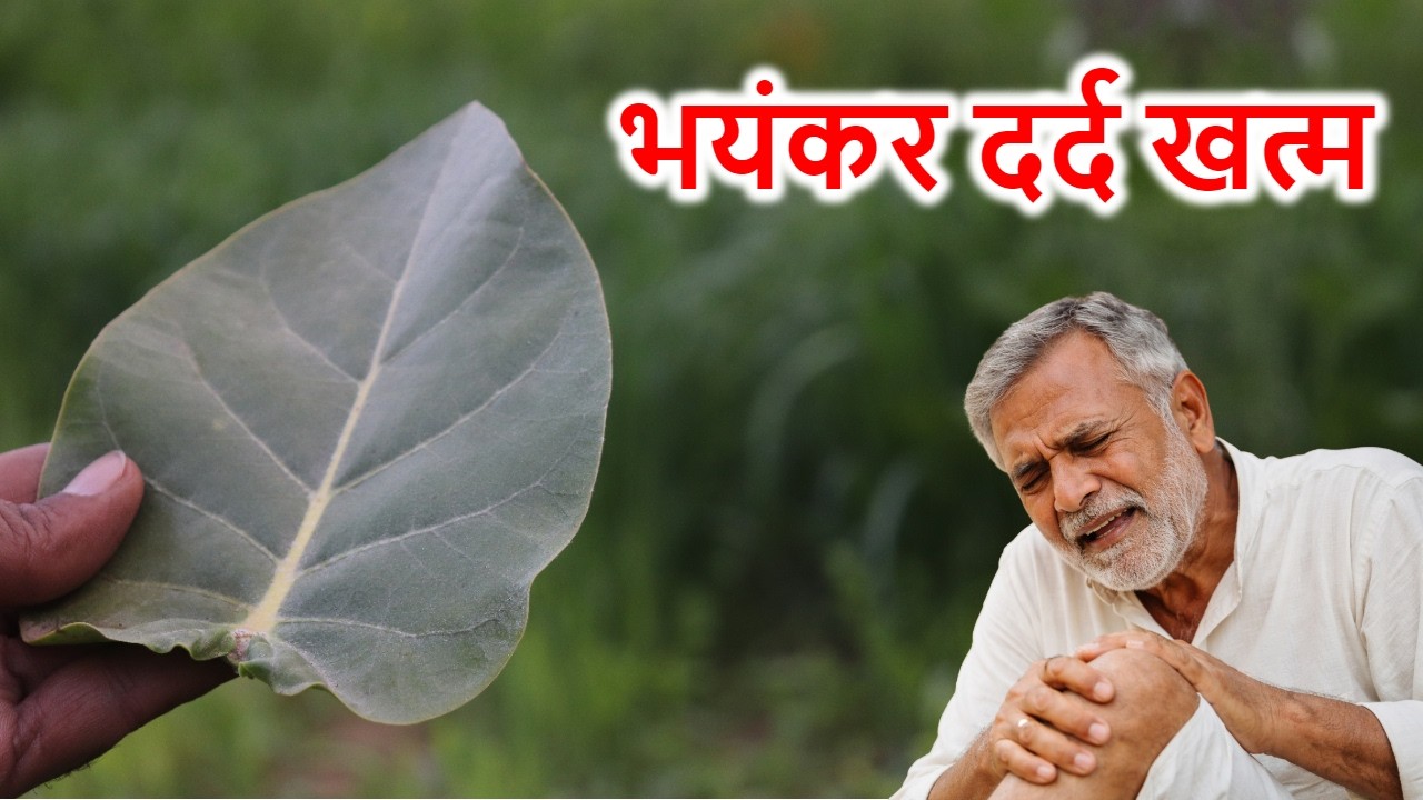 घुटनों के दर्द का देसी इलाज |  पुरखों का नुस्खा - Aak Ke Fayde