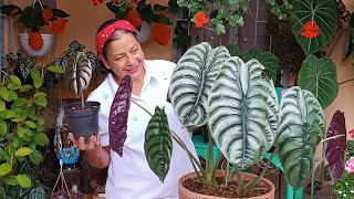 Mi Alocasia Cuprea Resalta en mi Jardín por su gran Tamaño 😍☘️🏵️