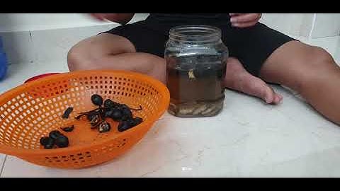 Sâm ô linh ngâm mối chúa