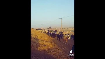 معزوفة موسيقية سودانية 