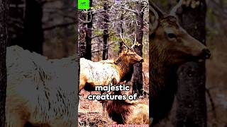 5 Quick Facts About Elk | #elk #elkhunting #shorts #animalfacts #animallover #animals #viral #facts
