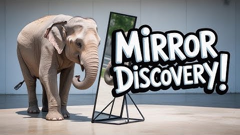 Elephants Can Recognize Themselves in a Mirror! 🐘🪞